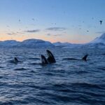 Skjervøy: Whale and Orca Watching Tour by RIB Boat - A Deep Dive into the Whale-Watching Adventure from Skjervøy