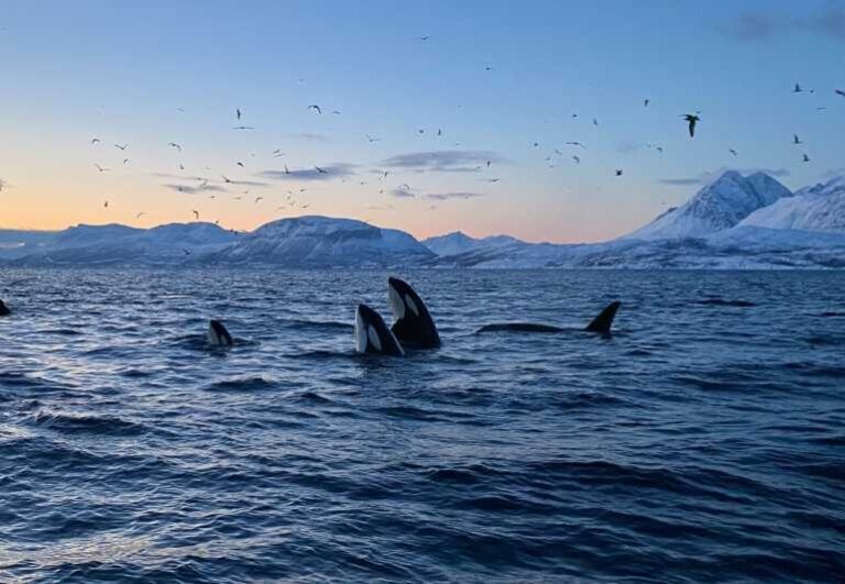 Skjervøy: Whale and Orca Watching Tour by RIB Boat - A Deep Dive into the Whale-Watching Adventure from Skjervøy