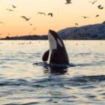 Skjervøy: Whale-Watching RIB Tour (No transfer from Tromso) - Who Will Love This Tour?