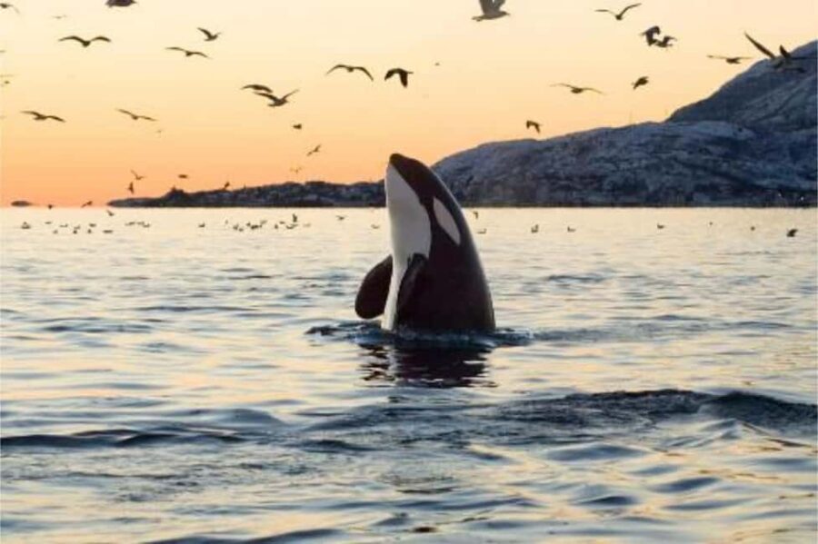 Skjervøy: Whale-Watching RIB Tour (No transfer from Tromso)
