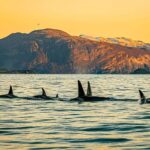 Skjervøy: Whale Watching with RIB Boat and Local Guide - Who Will Love This Tour?