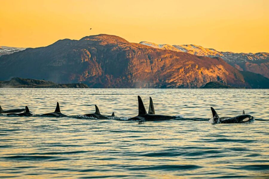 Skjervøy: Whale Watching with RIB Boat and Local Guide - Who Will Love This Tour?