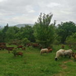 Skopje: Brodec  Spirova Hut  Crn Kamen Hike Tour - Frequently Asked Questions