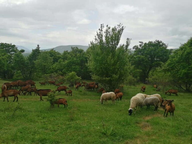 Skopje: Brodec  Spirova Hut  Crn Kamen Hike Tour - Frequently Asked Questions