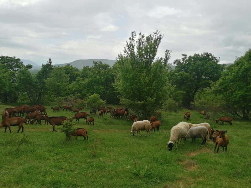 Skopje: Brodec  Spirova Hut  Crn Kamen Hike Tour - Frequently Asked Questions