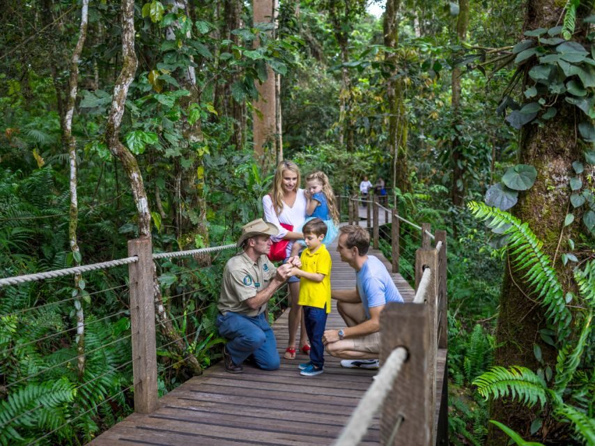 Skyrail Rainforest Cableway Round-Trip Experience - A Detailed Look at the Skyrail Rainforest Cableway Experience