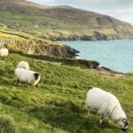 Slea Head Photo & Sightseeing Tour - Why This Tour Excels for Travelers