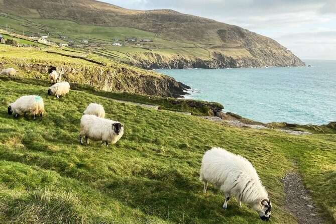 Slea Head Photo & Sightseeing Tour - Why This Tour Excels for Travelers
