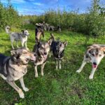 Sled Dog Kennel Tour - Exploring the Sled Dog Kennel Tour in Talkeetna: An Authentic Alaska Encounter