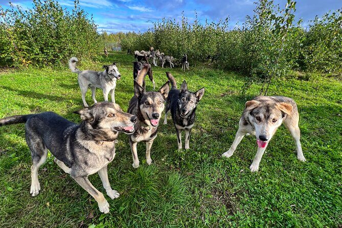 Sled Dog Kennel Tour - Exploring the Sled Dog Kennel Tour in Talkeetna: An Authentic Alaska Encounter