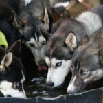 SLED DOG KENNEL VISIT TARTU COUNTRY ESTONIA - Exploring the Tartu Sled Dog Kennel Experience