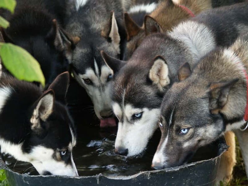 SLED DOG KENNEL VISIT TARTU COUNTRY ESTONIA - Exploring the Tartu Sled Dog Kennel Experience