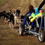 SLED DOGS VISIT & DRIVE ROUND TARTU COUNTRY ESTONIA - The scenery and the weather