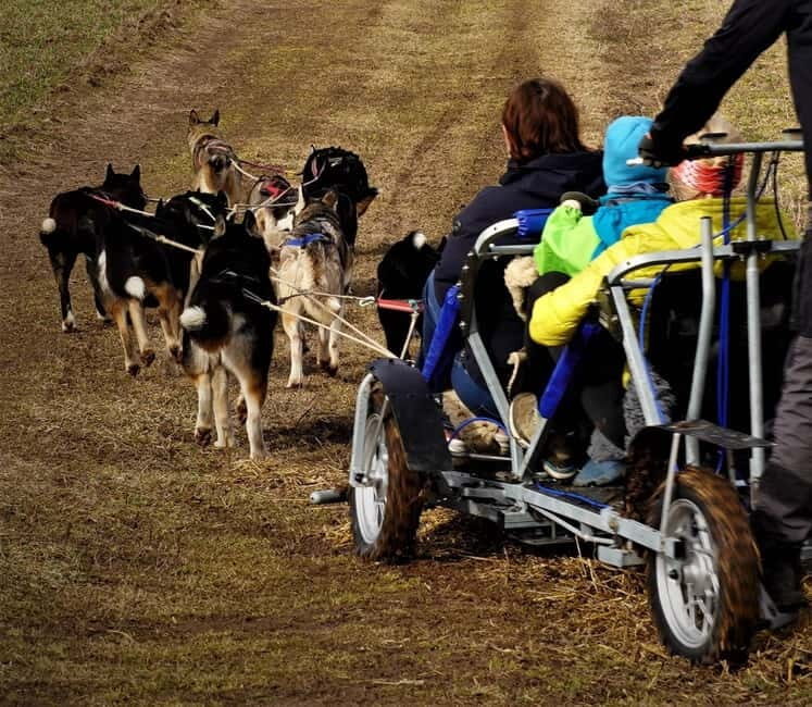 SLED DOGS VISIT & DRIVE ROUND TARTU COUNTRY ESTONIA