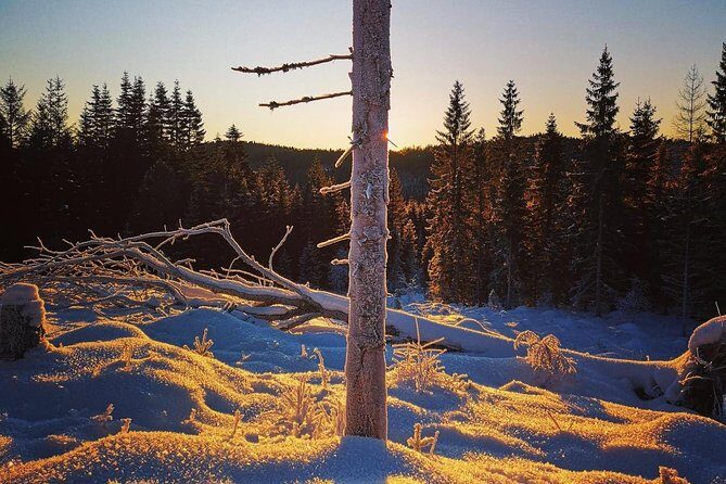 Slegding and tram-tour - Discovering Trondheim’s Winter Charm on a Sledding & Tram Tour