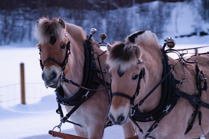 Sleigh Ride w/ snacks - Experience Arctic Farm Life - Frequently Asked Questions