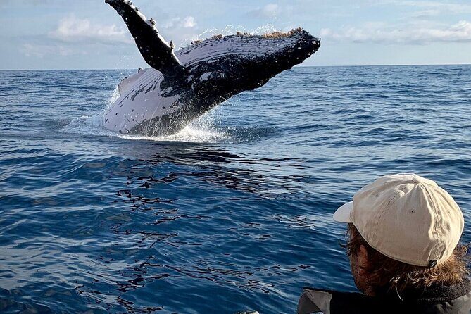 Small Boat Whale Watching Tour in Gold Coast - Frequently Asked Questions