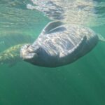 Small Group 6 Passenger Manatee Swim - The Value of an Authentic Wildlife Encounter