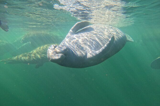 Small Group 6 Passenger Manatee Swim - The Value of an Authentic Wildlife Encounter