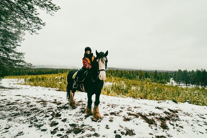 Small-Group Arctic Circle Horse Riding from Rovaniemi - Who Will Love This Tour?