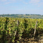 SMALL GROUP Chianti 2 wineries & meat feast @ Dario Cecchini - The Sum Up