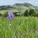 SMALL GROUP Chianti Tradition wine tour (max 8 pp) - What Makes This Tour Stand Out?