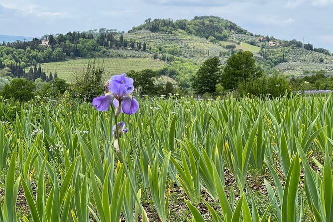 SMALL GROUP Chianti Tradition wine tour (max 8 pp) - What Makes This Tour Stand Out?
