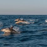 (Small Group) Dolphin & Marine Wildlife Watching Tour - Who Will Appreciate This Tour?