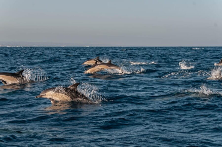 (Small Group) Dolphin & Marine Wildlife Watching Tour - Who Will Appreciate This Tour?