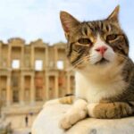 Small Group Ephesus Tour From Izmir - Who Will Enjoy This Tour?