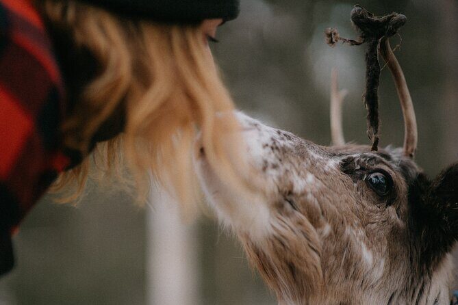 Small Group Fishing, Lunch& Reindeer Farm Visit in the Wilderness - The Experience in Detail