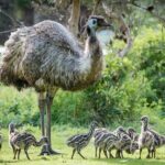Small-Group Grampians Great Wildlife Escape Day Trip with Hiking - A Detailed Look at the Tour Experience