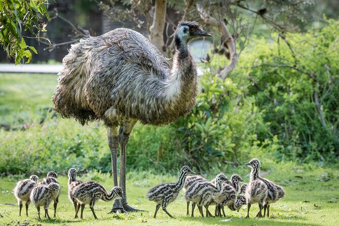 Small-Group Grampians Great Wildlife Escape Day Trip with Hiking - A Detailed Look at the Tour Experience