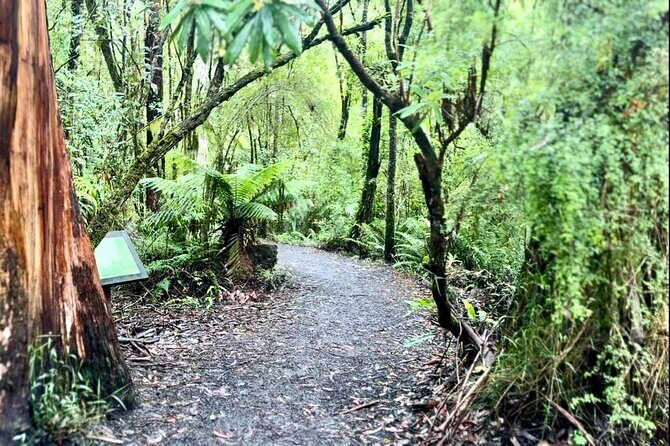 Small group Great Ocean Road Reverse & Wildlife spotting - Authentic Experiences and What Travelers Say