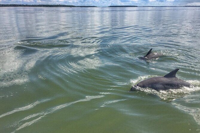 Small Group Hilton Head Morning Dolphin and Donut Cruise - Who Will Love This Tour?