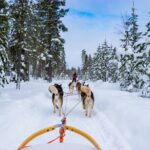 Small-Group Husky Mushing Experience in Rovaniemi - Practical Tips for Your Husky Mushing Adventure