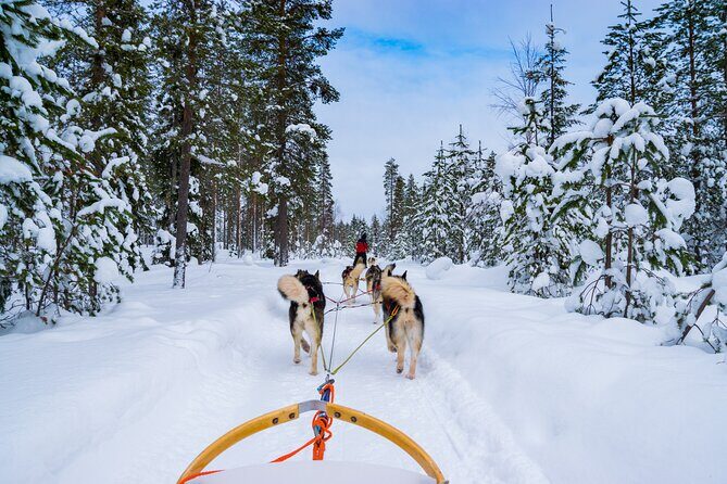 Small-Group Husky Mushing Experience in Rovaniemi - Practical Tips for Your Husky Mushing Adventure