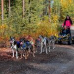 Small-Group Husky Sledding on Wheels in Rovaniemi in the fall - A Fun, Unique Way to Experience Lapland’s Wilderness