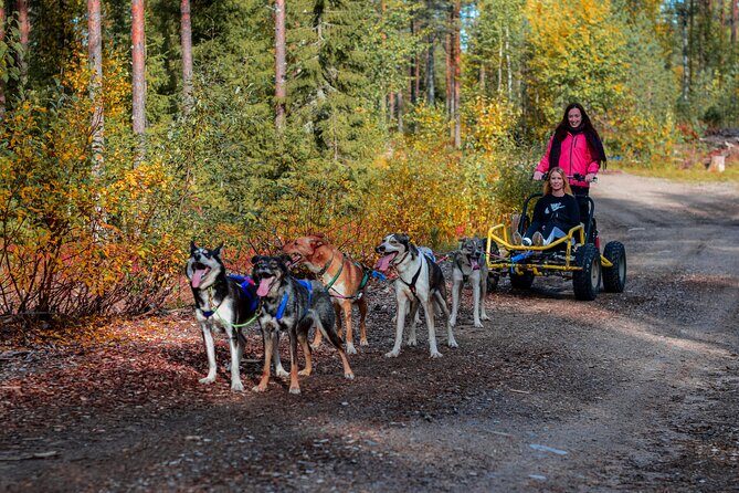 Small-Group Husky Sledding on Wheels in Rovaniemi in the fall - A Fun, Unique Way to Experience Lapland’s Wilderness