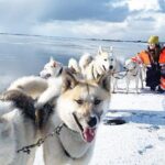 Small Group Husky Sledding Tour from Capital Region - Interacting with the Huskies