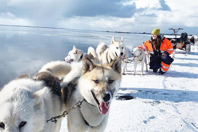 Small Group Husky Sledding Tour from Capital Region - Interacting with the Huskies
