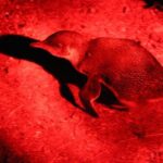 Small Group Kangaroo Island Evening and Night Tour - Who Is This Tour Best Suited For?