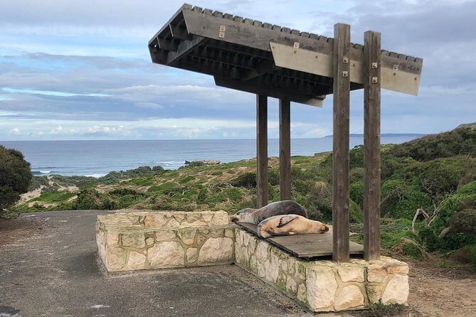 Small Group Kangaroo Island Tour - Seal Bay - Why This Tour Stands Out