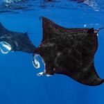 Small Group, Kona Manta Ray Snorkel Adventure! - Key Points