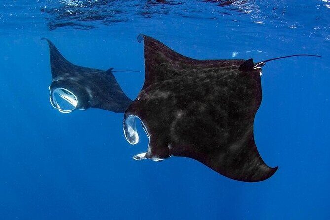 Small Group, Kona Manta Ray Snorkel Adventure! - Key Points