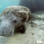 Small group Manatee Tour with In-Water Divemaster/Photographer - Additional Considerations
