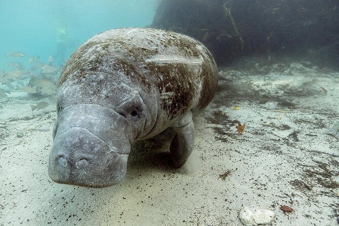 Small group Manatee Tour with In-Water Divemaster/Photographer - Additional Considerations