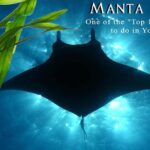 Small-Group Manta Ray Night Snorkel from Kona - The Sum Up: Why This Tour Is a Great Choice