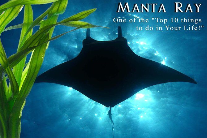 Small-Group Manta Ray Night Snorkel from Kona - The Sum Up: Why This Tour Is a Great Choice