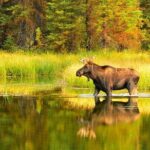 Small-Group Moose Wild Safari from Rovaniemi - An In-Depth Look at the Moose Safari Experience
